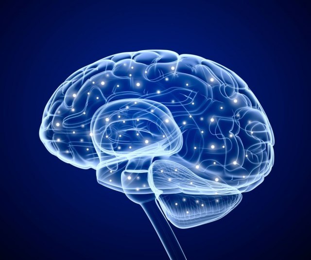Sad je i potvrđeno: Muški mozak ima puno zajedničkog s testisima